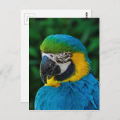 Ara Parrot Postkarte (Vorne/Hinten)