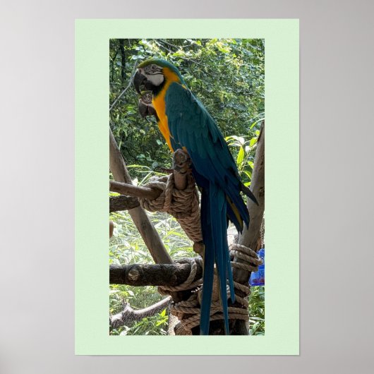 Ara-Vogel-Foto-Poster Poster (Vorne)