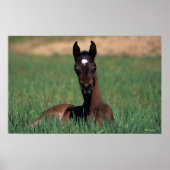 Arab Foal Laying Down Poster (Vorne)