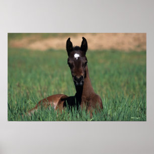 Arab Foal Laying Down Poster