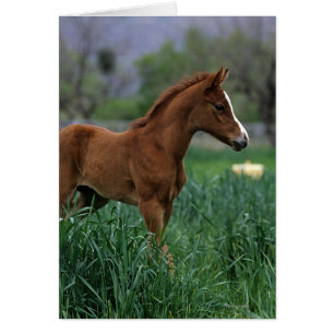 Arab Foal Stehend