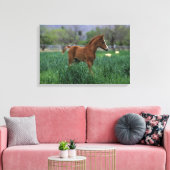 Arab Foal Stehend Leinwanddruck (Insitu (Wohnzimmer))