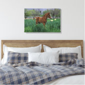 Arab Foal Stehend Leinwanddruck (Insitu (Schlafzimmer))