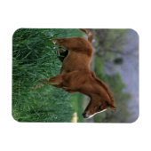 Arab Foal Stehend Magnet (Horizontal)