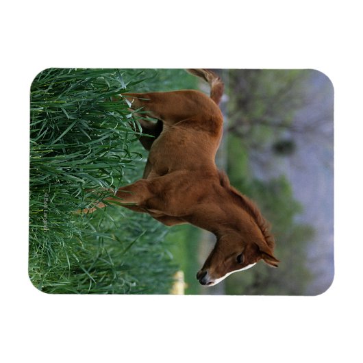 Arab Foal Stehend Magnet (Horizontal)