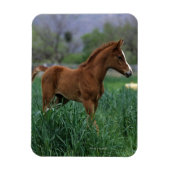 Arab Foal Stehend Magnet (Vertikal)