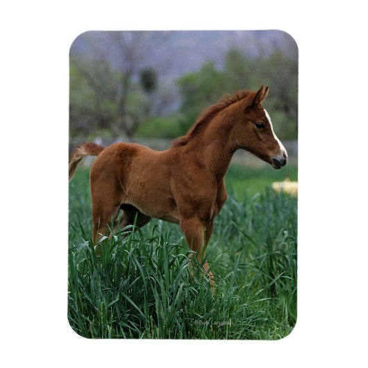 Arab Foal Stehend Magnet (Vertikal)