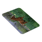 Arab Foal Stehend Magnet (Rechte Seite)