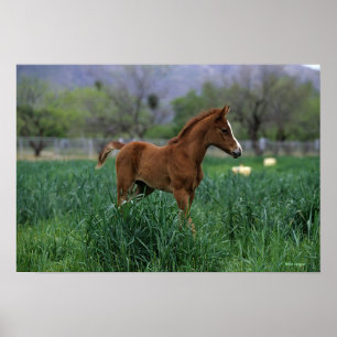 Arab Foal Stehend Poster