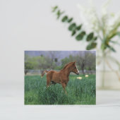 Arab Foal Stehend Postkarte (Stehend Vorderseite)