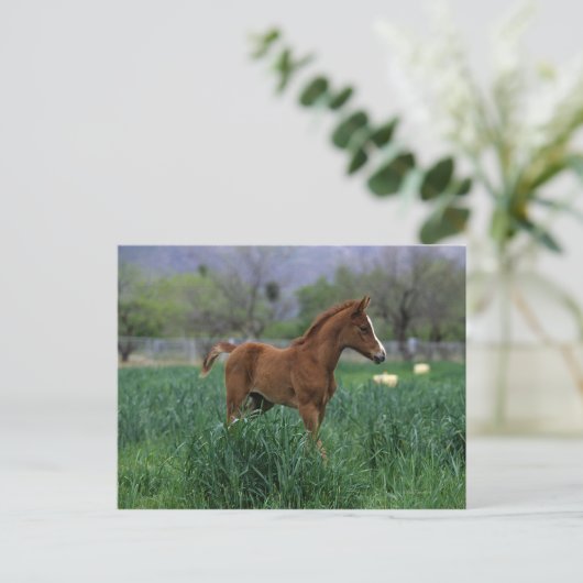 Arab Foal Stehend Postkarte (Stehend Vorderseite)