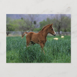Arab Foal Stehend Postkarte
