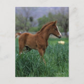 Arab Foal Stehend Postkarte (Vorderseite)