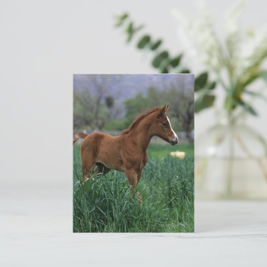 Arab Foal Stehend Postkarte (Stehend Vorderseite)