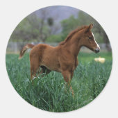 Arab Foal Stehend Runder Aufkleber (Vorderseite)