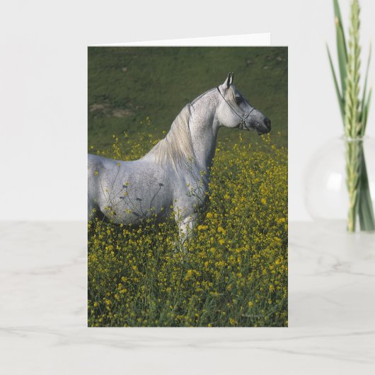 Arab Horse Standing in Flowers Karte (Vorderseite)