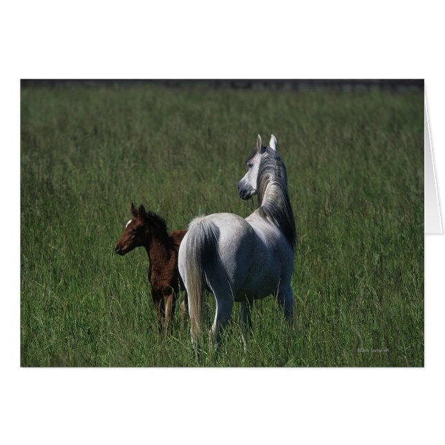 Arab Mare & Foal (Vorderseite (Horizontal))