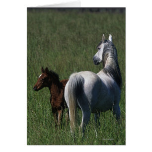 Arab Mare & Foal