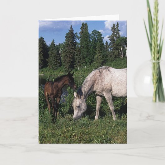 Arab Mare & Foal 2 Karte (Vorderseite)