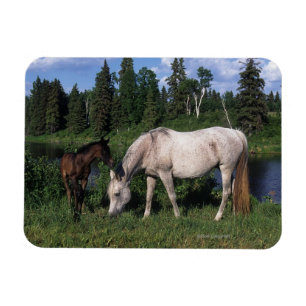 Arab Mare & Foal 2 Magnet