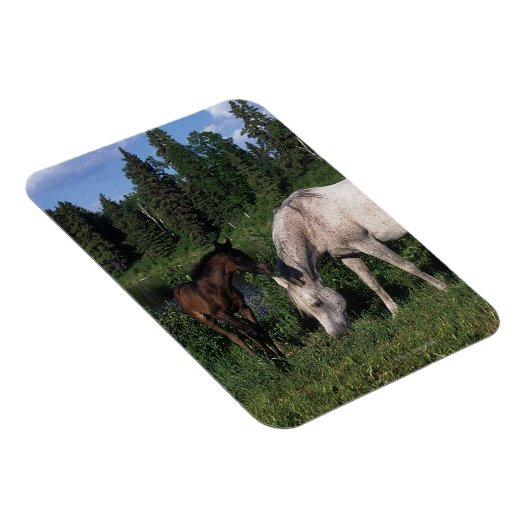 Arab Mare & Foal 2 Magnet (Rechte Seite)