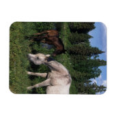 Arab Mare & Foal 2 Magnet (Horizontal)