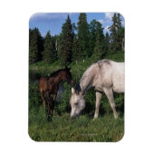 Arab Mare & Foal 2 Magnet (Vertikal)