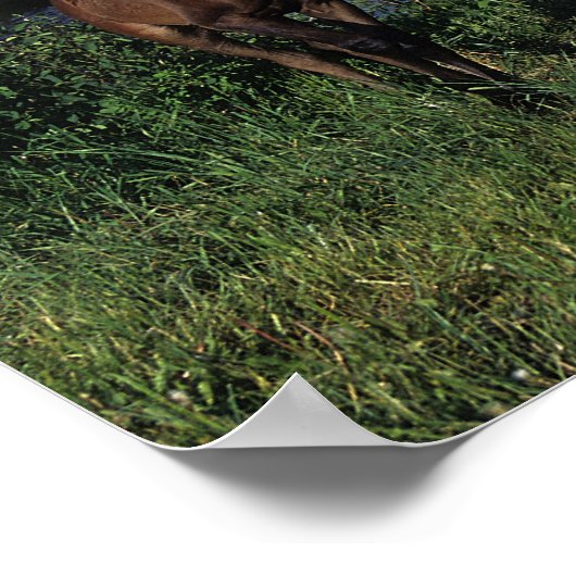 Arab Mare & Foal 2 Poster (Ecke)