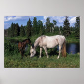 Arab Mare & Foal 2 Poster (Vorne)