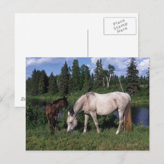 Arab Mare & Foal 2 Postkarte (Vorne/Hinten)