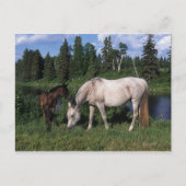 Arab Mare & Foal 2 Postkarte (Vorderseite)