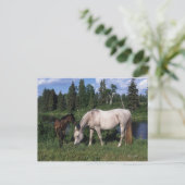 Arab Mare & Foal 2 Postkarte (Stehend Vorderseite)