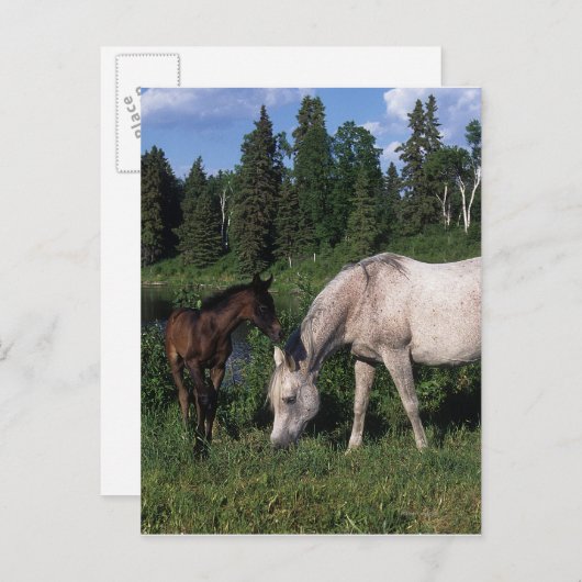 Arab Mare & Foal 2 Postkarte (Vorne/Hinten)