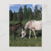 Arab Mare & Foal 2 Postkarte (Vorderseite)