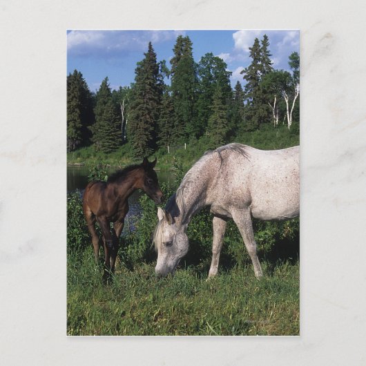 Arab Mare & Foal 2 Postkarte (Vorderseite)