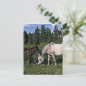 Arab Mare & Foal 2 Postkarte (Stehend Vorderseite)
