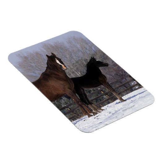 Arab Mare & Foal in Snow Magnet (Rechte Seite)