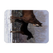 Arab Mare & Foal in Snow Magnet (Horizontal)