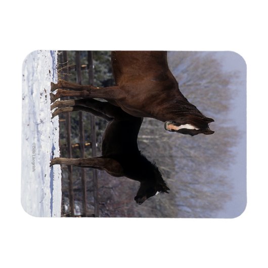 Arab Mare & Foal in Snow Magnet (Horizontal)