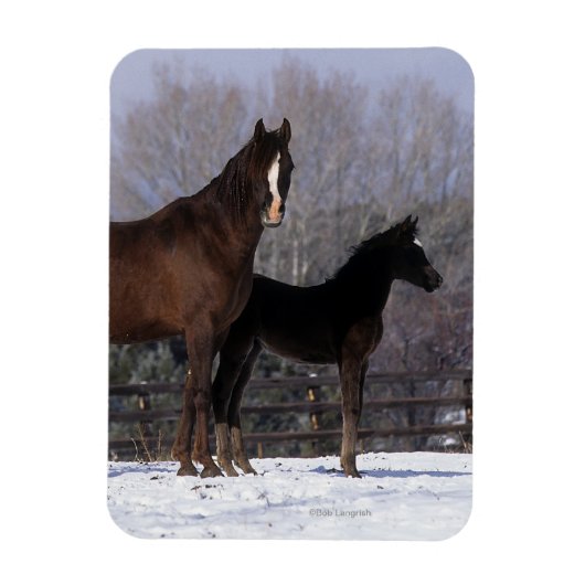Arab Mare & Foal in Snow Magnet (Vertikal)