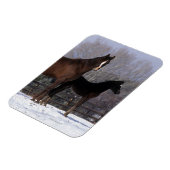 Arab Mare & Foal in Snow Magnet (Linke Seite)