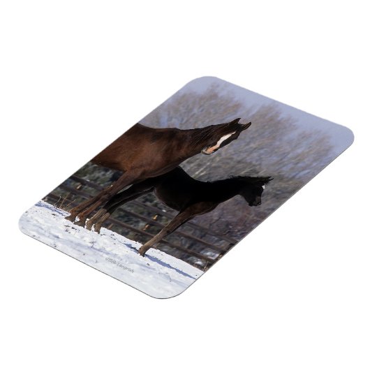 Arab Mare & Foal in Snow Magnet (Linke Seite)