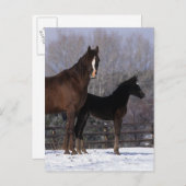 Arab Mare & Foal in Snow Postkarte (Vorne/Hinten)