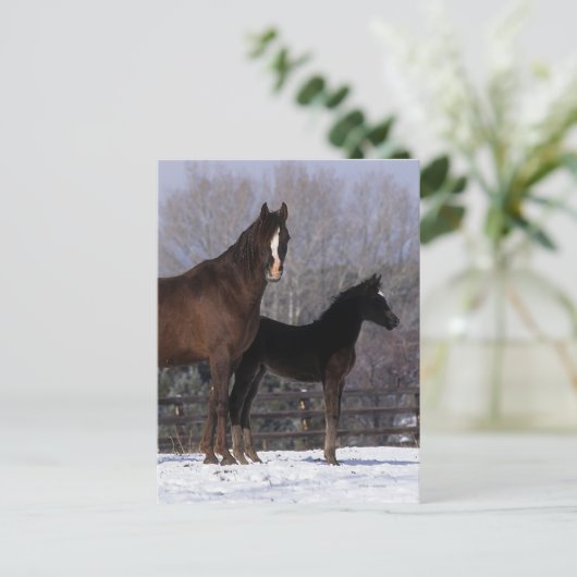 Arab Mare & Foal in Snow Postkarte (Stehend Vorderseite)