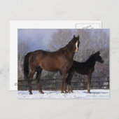 Arab Mare & Foal in Snow Postkarte (Vorne/Hinten)