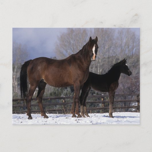 Arab Mare & Foal in Snow Postkarte (Vorderseite)
