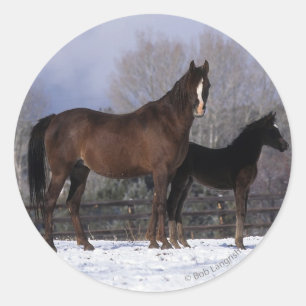 Arab Mare & Foal in Snow Runder Aufkleber