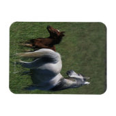 Arab Mare & Foal Magnet (Horizontal)