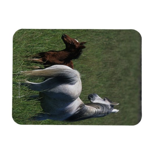 Arab Mare & Foal Magnet (Horizontal)