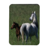 Arab Mare & Foal Magnet (Vertikal)